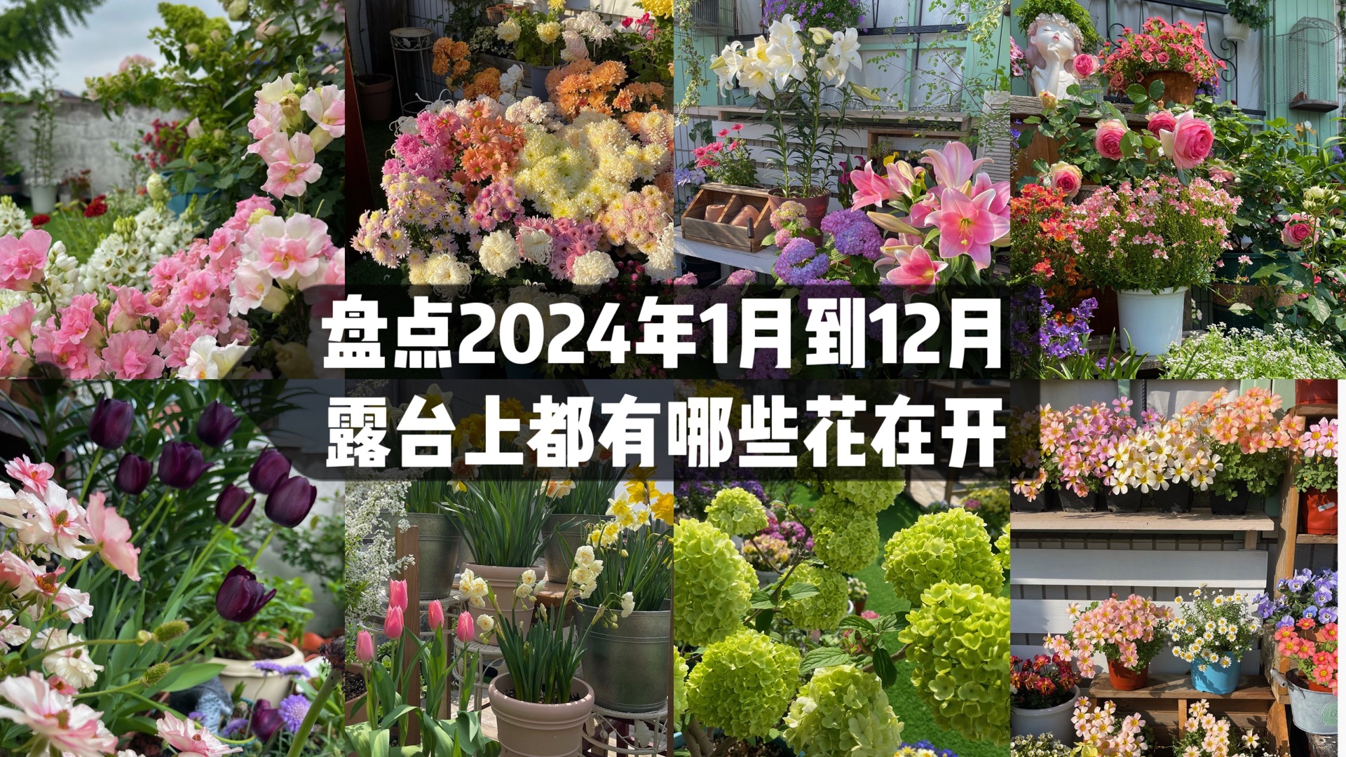 盘点2024年1月到12月我的露台上都有哪些花在开 月季龙面花 郁金香 洋水仙 菊花 酢浆草 中华木绣球斗球 金鱼草 球根花卉 绣球 百合花 鸢尾兰哔哩哔哩...