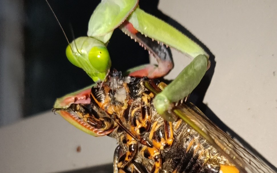 活动  【血刃螳螂】螳螂捕蝉