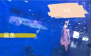 Download Video: 【旅行系列】海南vlog第二集（机场里居然有鲨鱼！）