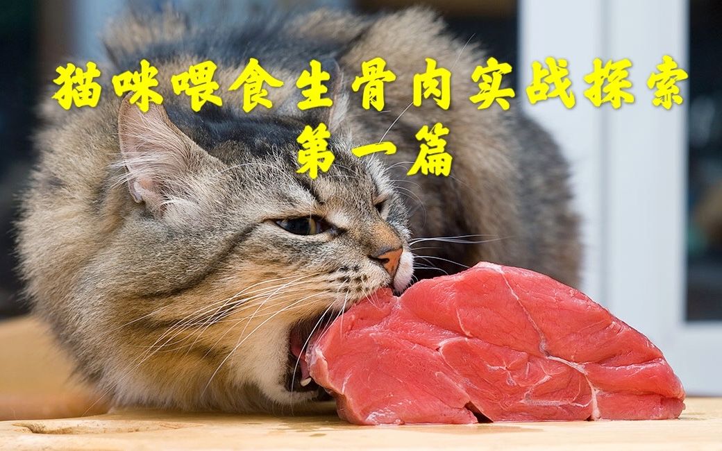 猫咪喂食生骨肉实战探索第一篇之生骨肉吃什么和吃多少