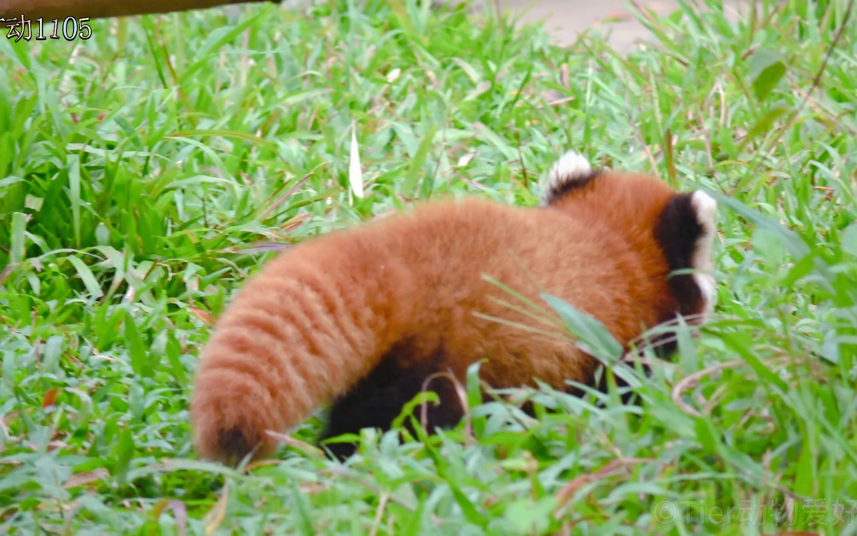 【小熊猫逸逸】在草地上蛄蛹的两头身走地能逸逸哔哩哔哩bilibili