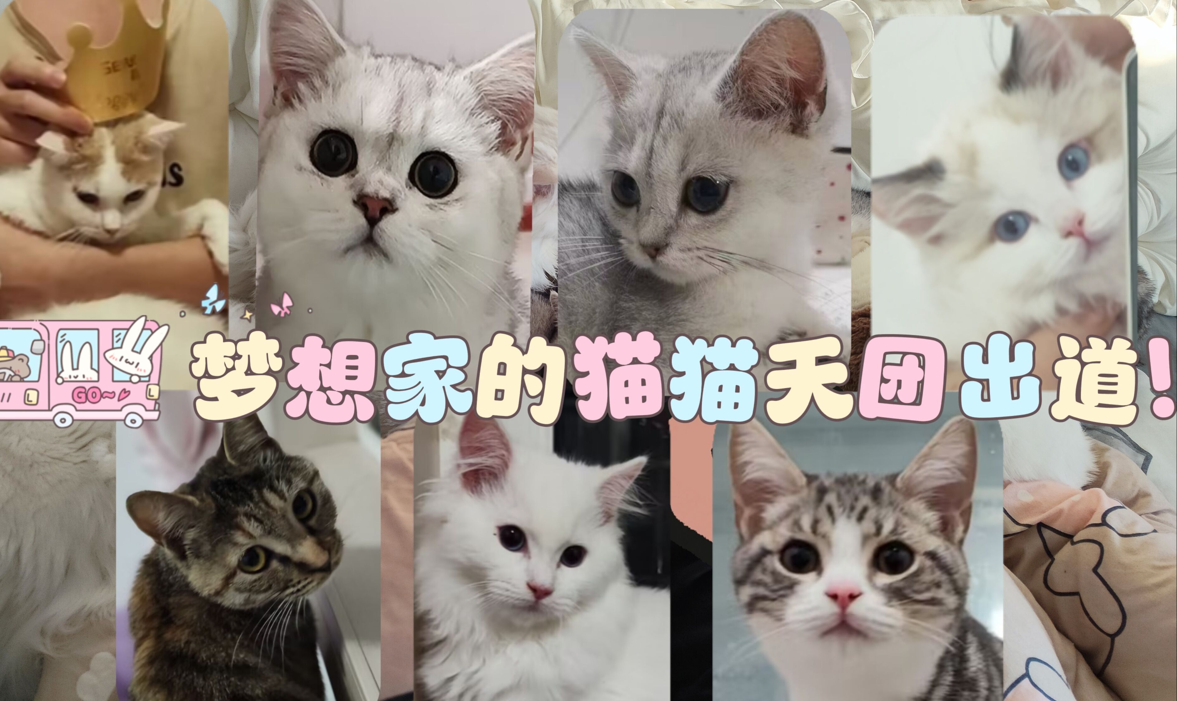 [图]【开端】梦想家猫猫天团就此出道！梦想家的萌宠乐园就此开启！猫猫家庭成员大介绍！我们与小可爱们将持续陪伴观众带来快乐！2024大开端【梦想家的萌宠乐园】