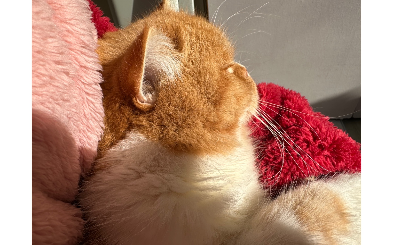 治愈系萌宠:猫咪的温暖瞬间