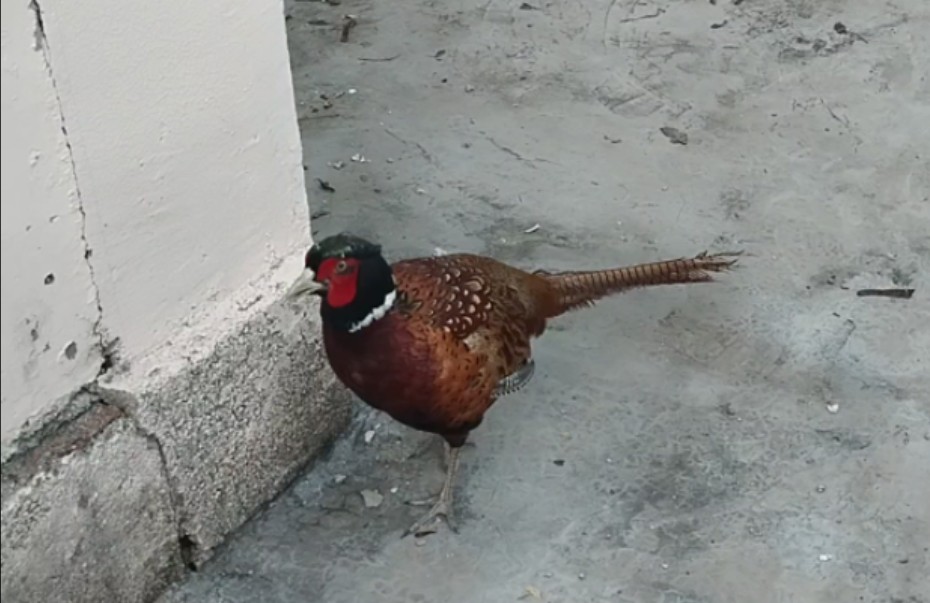 家里飞进来了只山鸡