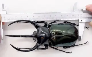 南洋大兜 搜索结果 哔哩哔哩 Bilibili