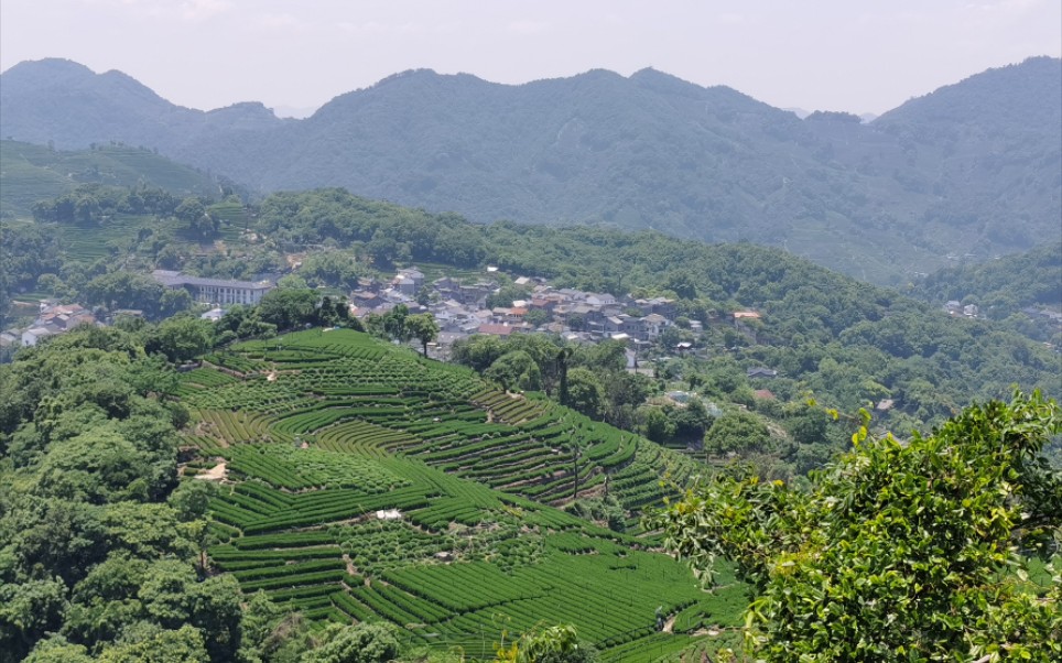 [图]登临南高峰，茶山色正浓