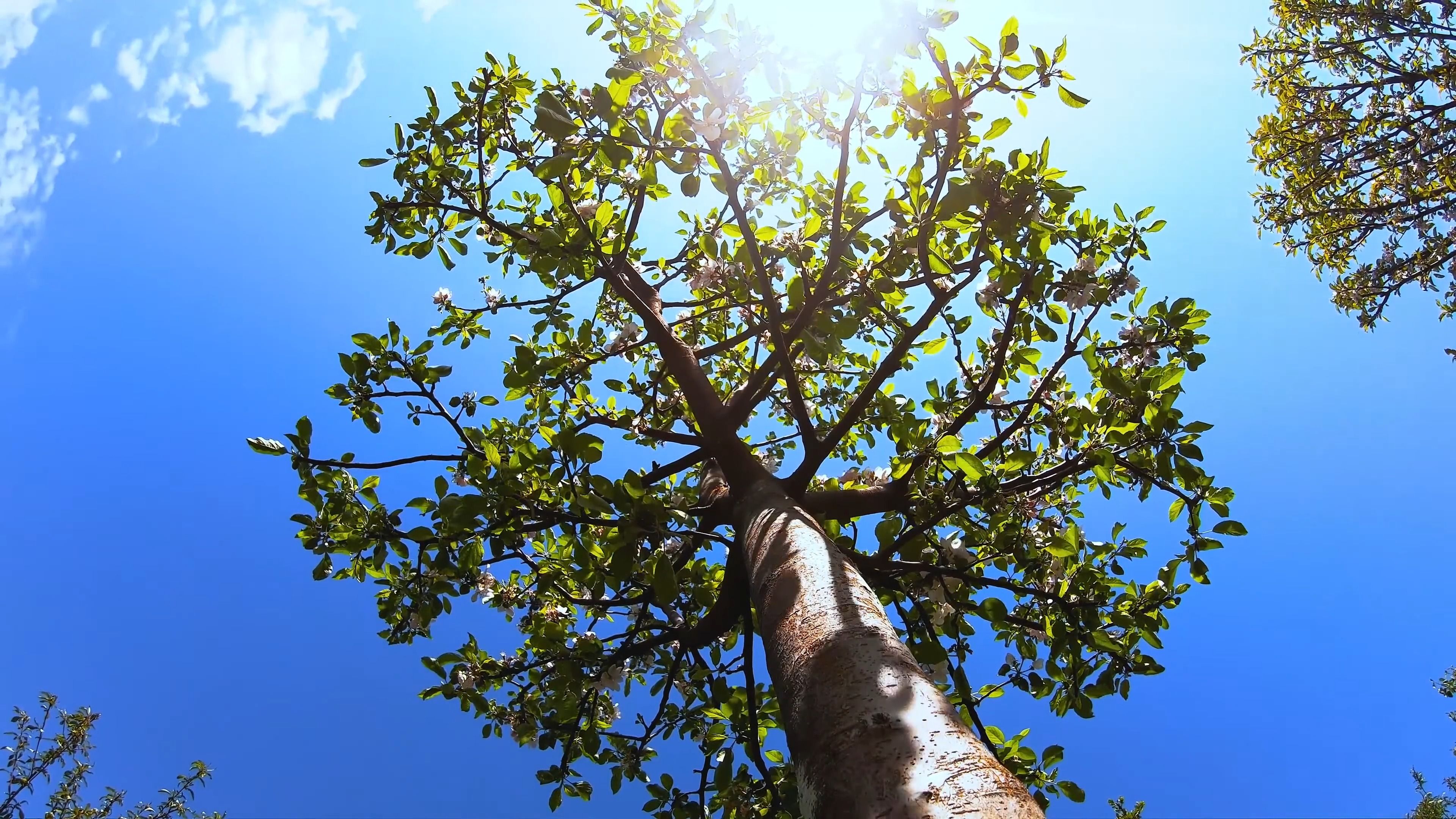 【4k uhd】超养眼,极清的树木风光