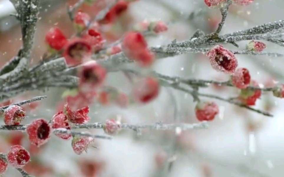 【锦衣之下】空镜场景素材3(腊梅冬雪,屋檐雨水,天上日月,萧条破败,高台楼阁,大火灼烧)哔哩哔哩bilibili