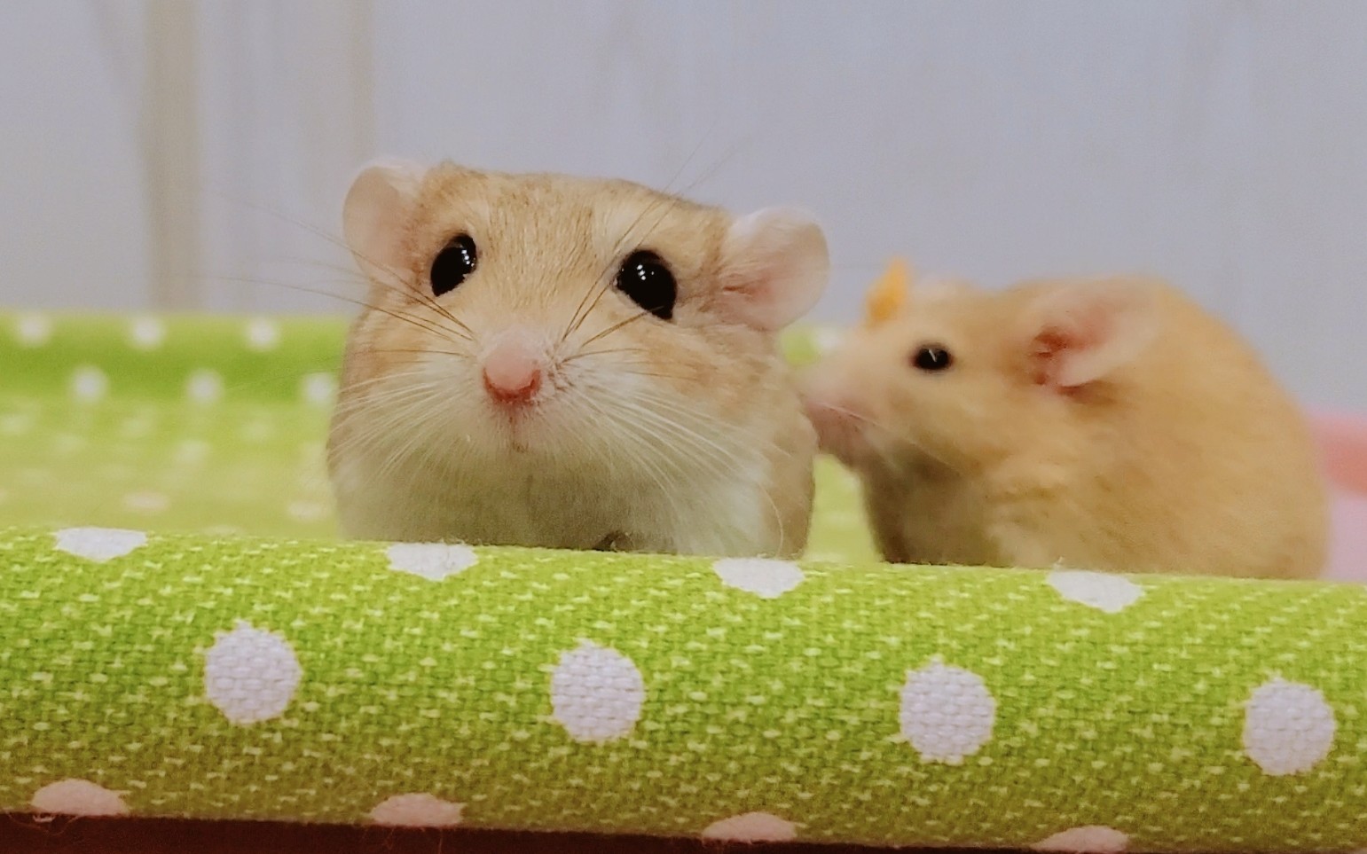 「北非沙鼠」给通通洗个澡~不然油成老公公了~~(*~︶~*)