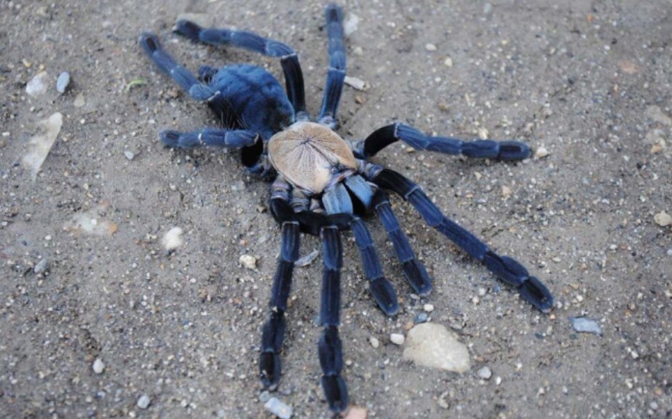 今天开箱印尼金背地老虎.