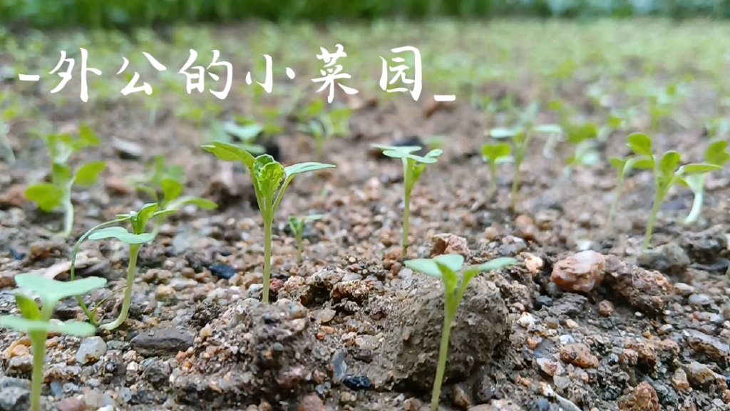 外公的小菜園