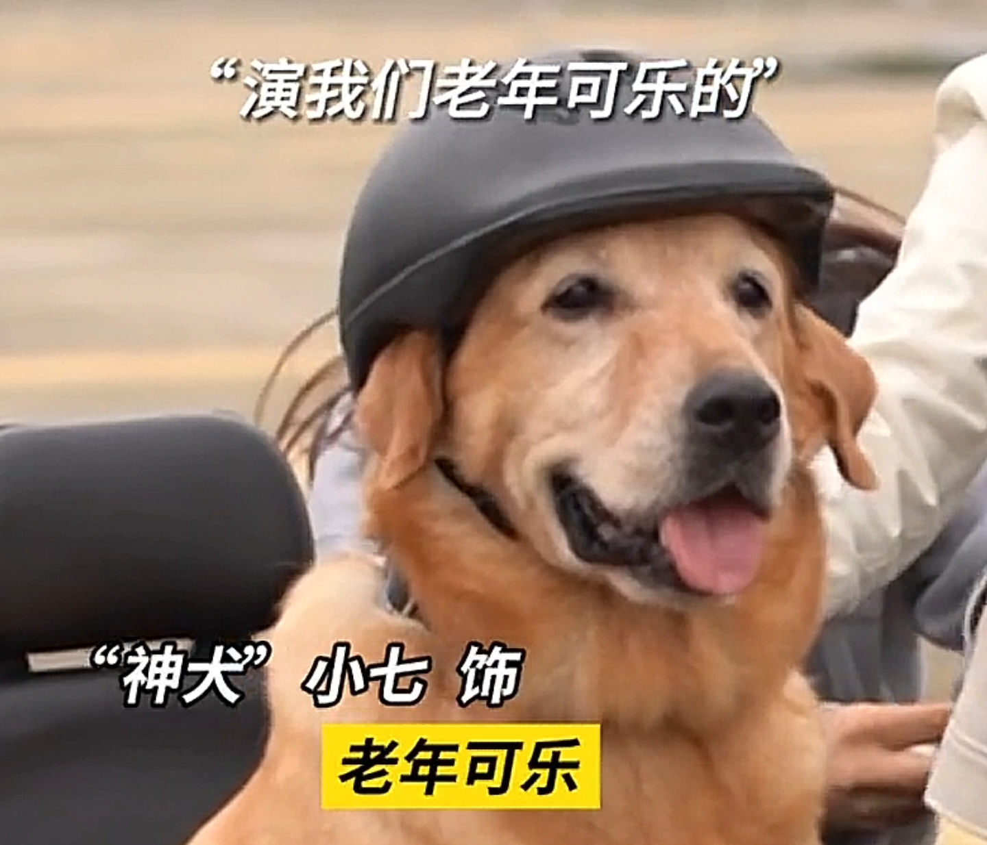 电影神犬大龙小龙图片