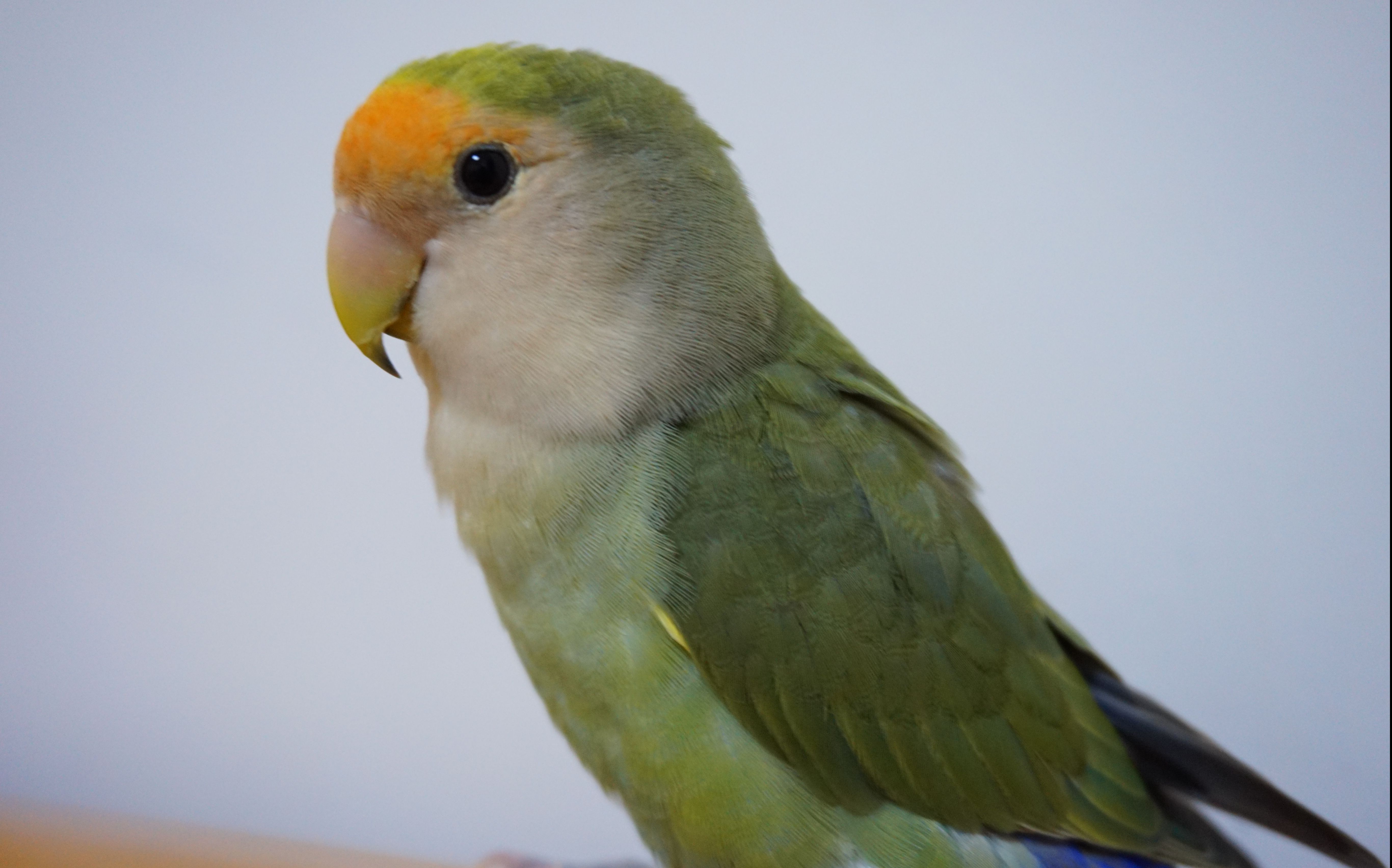 碎碎念的小绿鸡