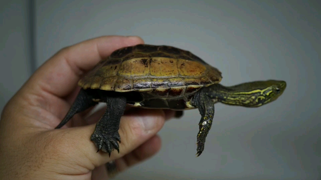 【草龟】锈墨彩出(日常)绿头田黄小公草龟_哔哩哔哩_bilibili