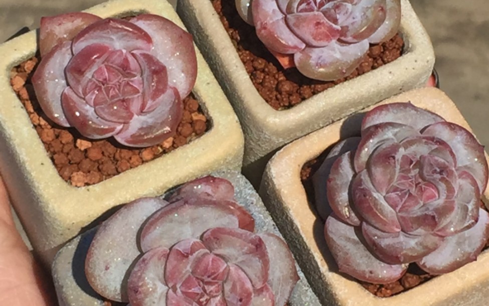 肉肉分享之糖心星影多肉