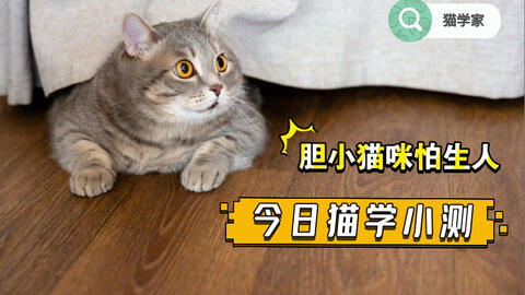 猫咪双手向前趴着是放松还是警戒 对于胆小的猫咪 怎样子锻炼它面对陌生人的自信心呢 哔哩哔哩