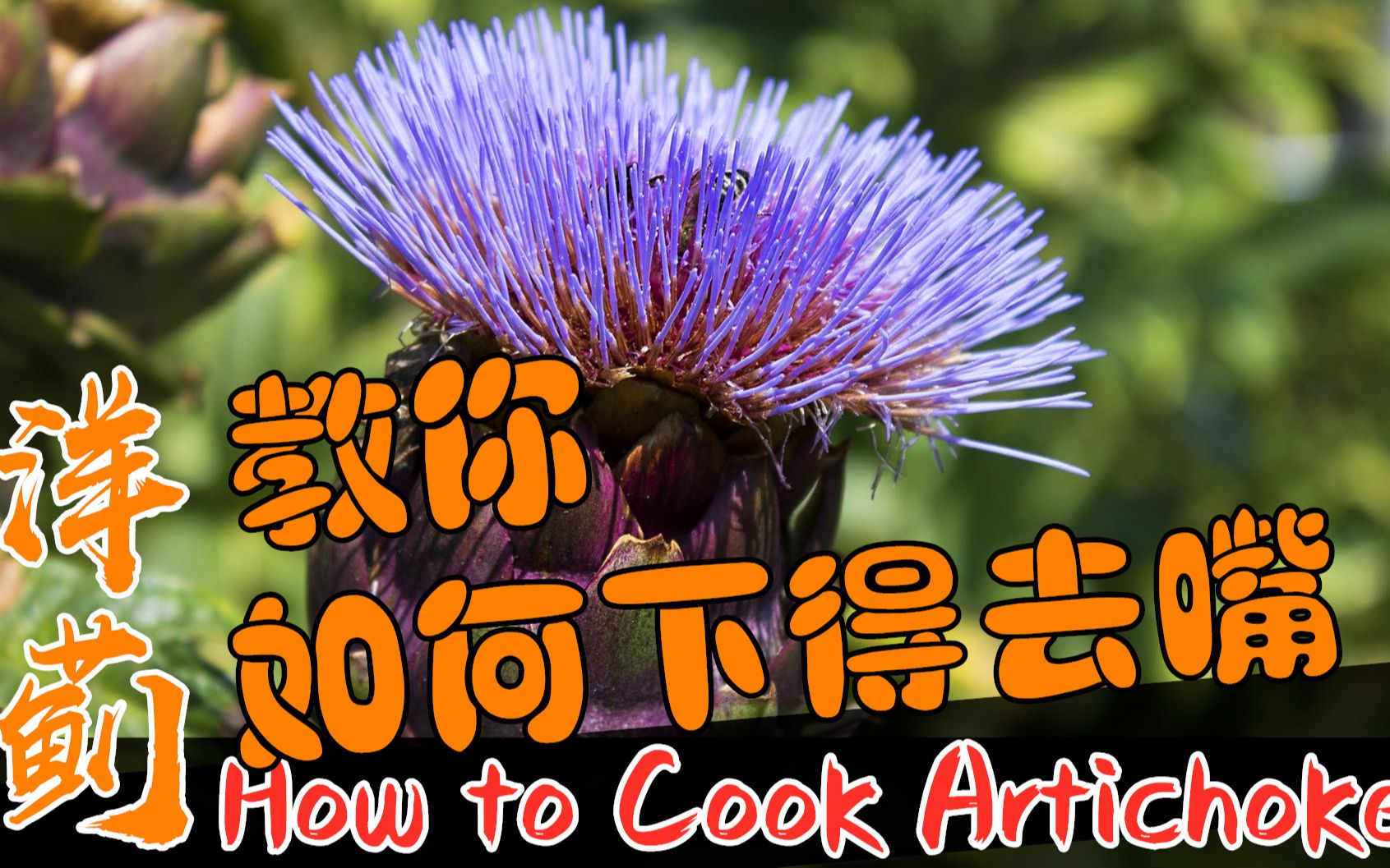 洋蓟(yang ji) 朝鲜蓟怎么吃 How to Cook Artichokes recipe [4K/60FPS] (中华小当家在英国 53 [2019]哔哩哔哩bilibili