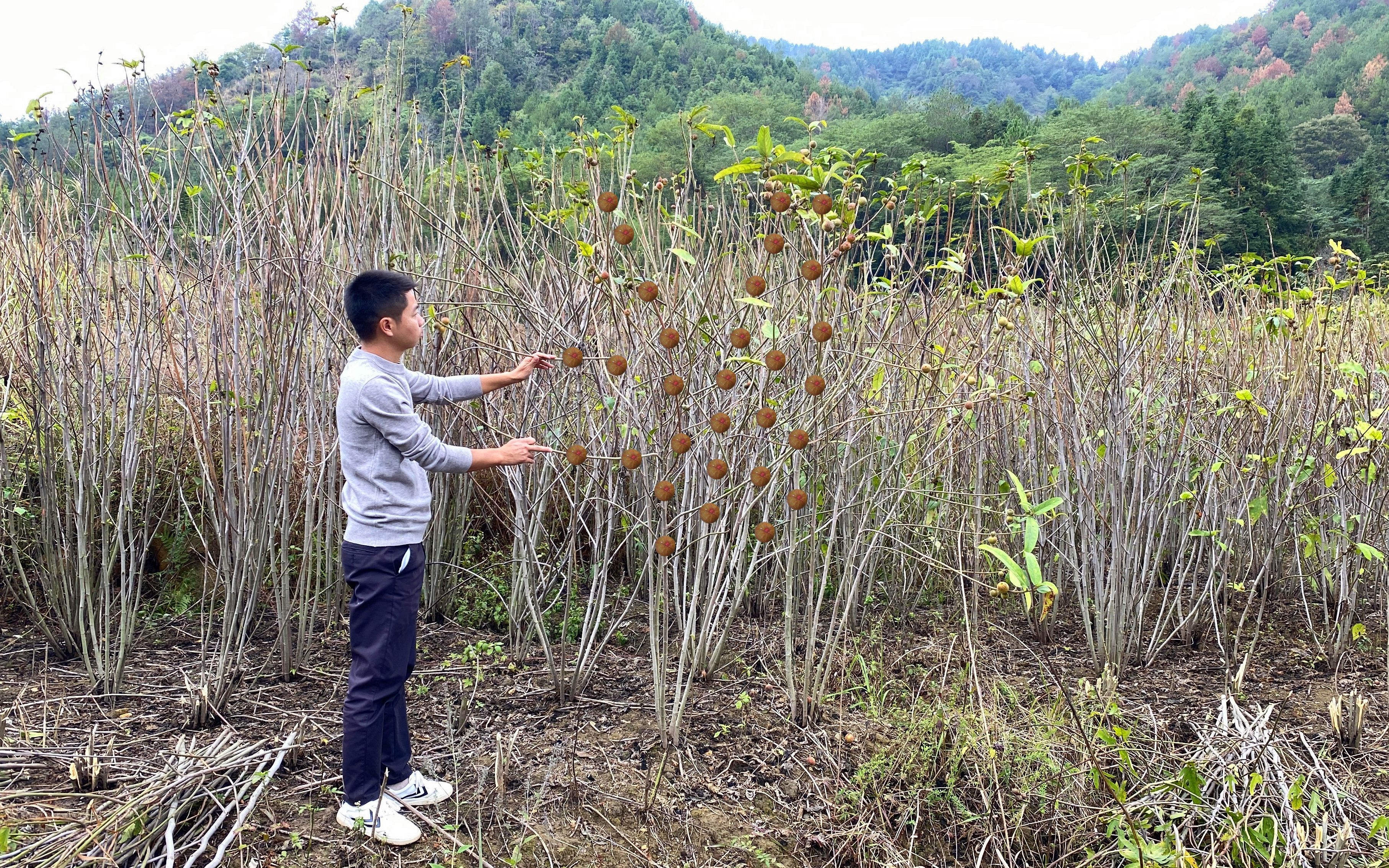 大叔种植45亩五指毛桃,种了3年终于出货了,看看能卖多少钱哔哩哔哩bilibili