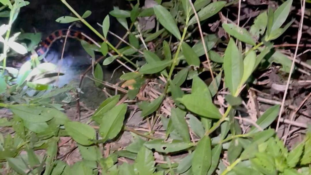 户外惊现红麻子蛇!