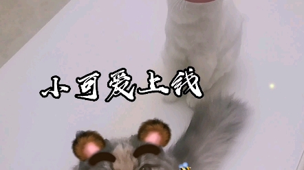 小可爱上线