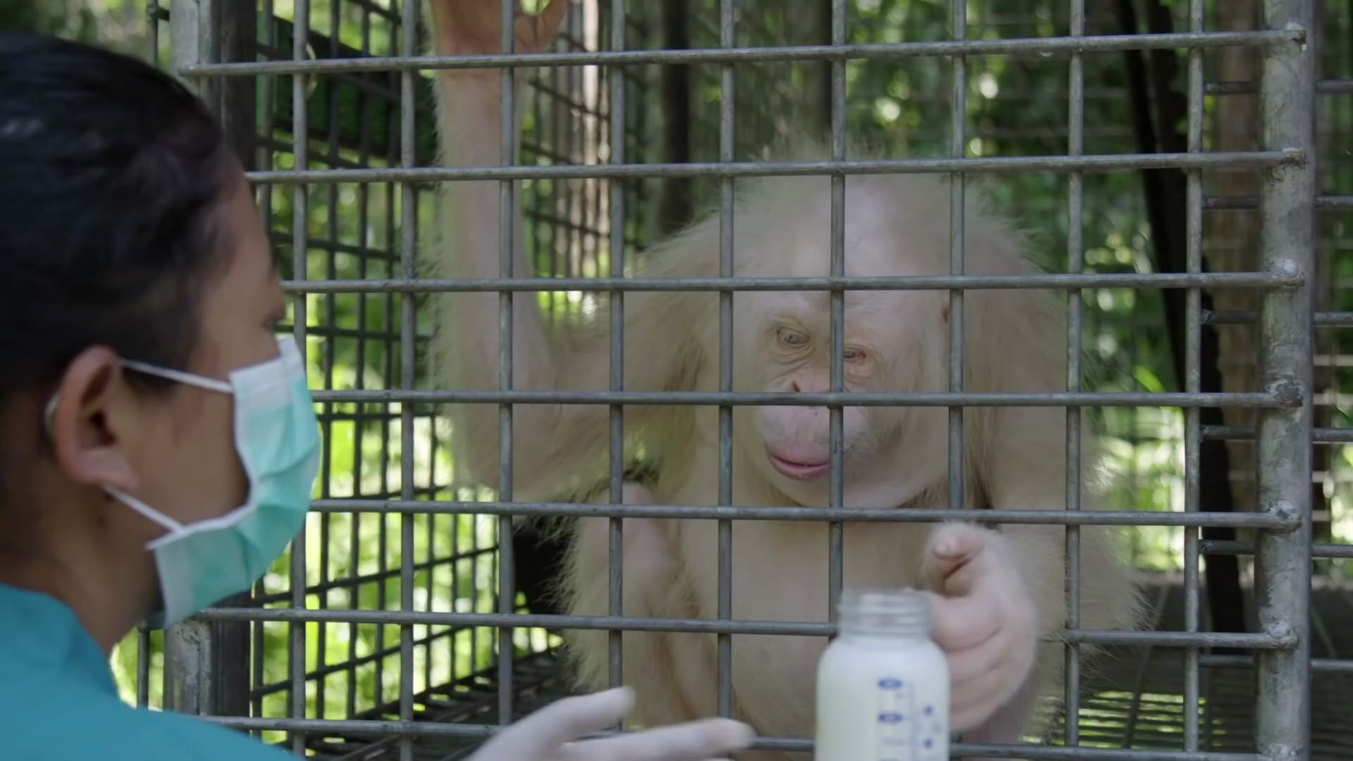 世界上唯一的白化猩猩