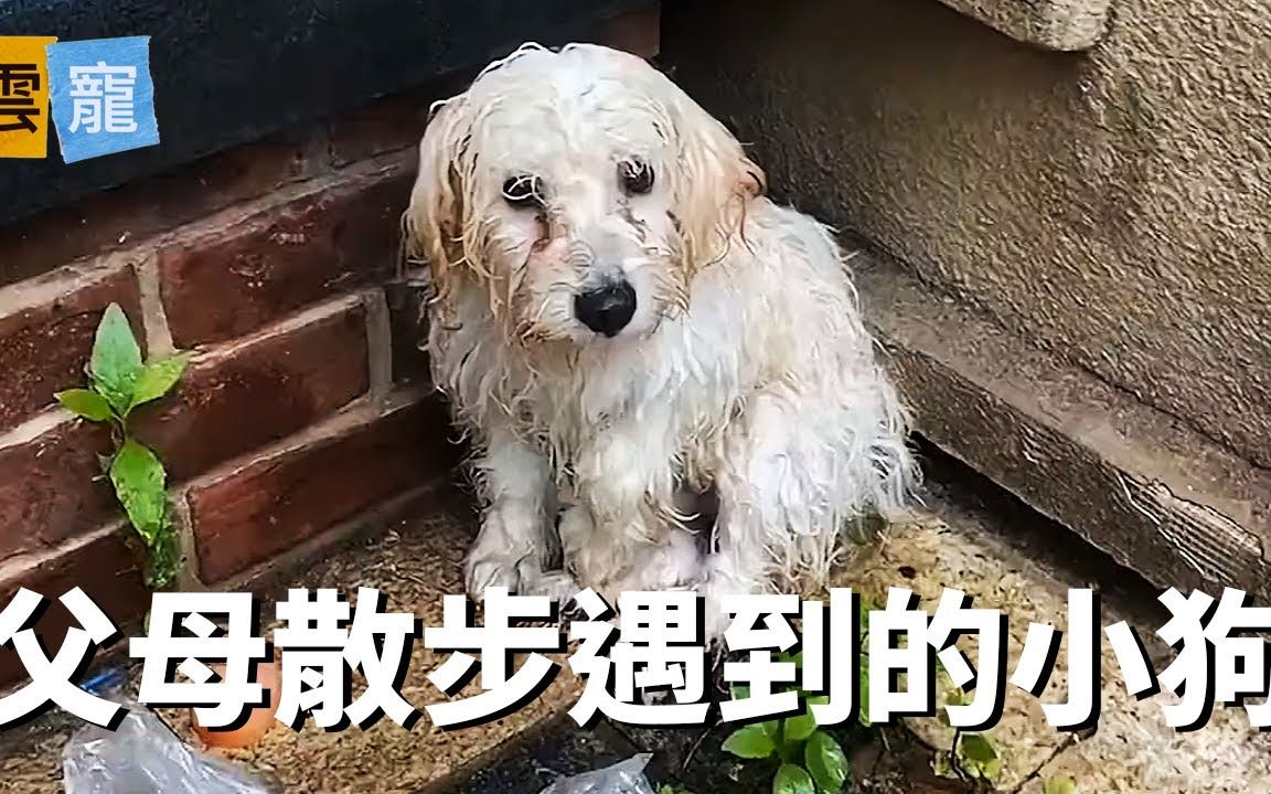小狗淋了一夜的雨躲在墙角冻得全身发抖