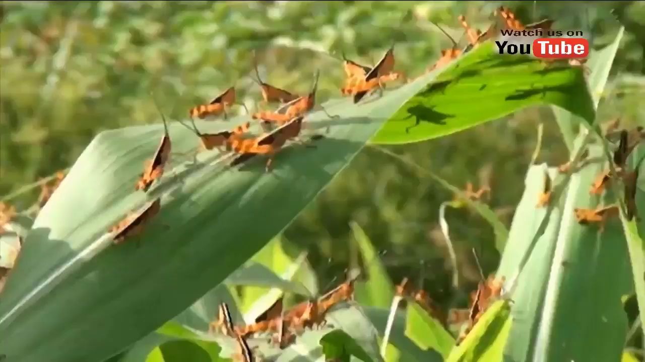 【动物的另一面】极度真实的蝗虫灾害视频哔哩哔哩bilibili