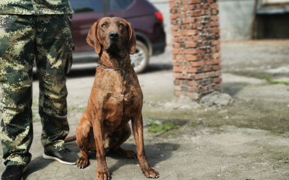 美国普罗特猎犬图片