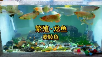 Télécharger la video: 全网最幸运的麦鲮鱼，如果长大了要准备豆士还是葱姜蒜呢？