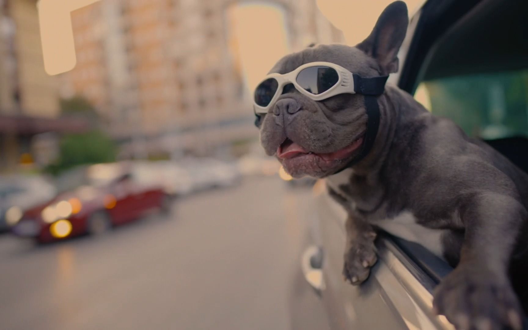 喜欢兜风的小狗狗们