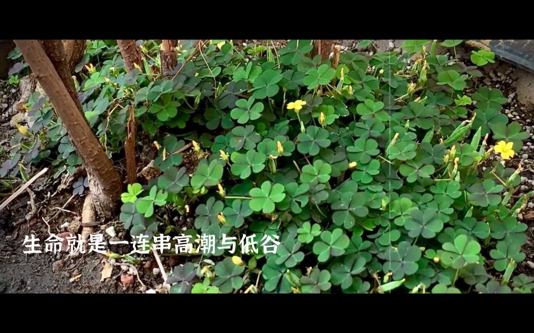 【等一朵花开】哔哩哔哩bilibili