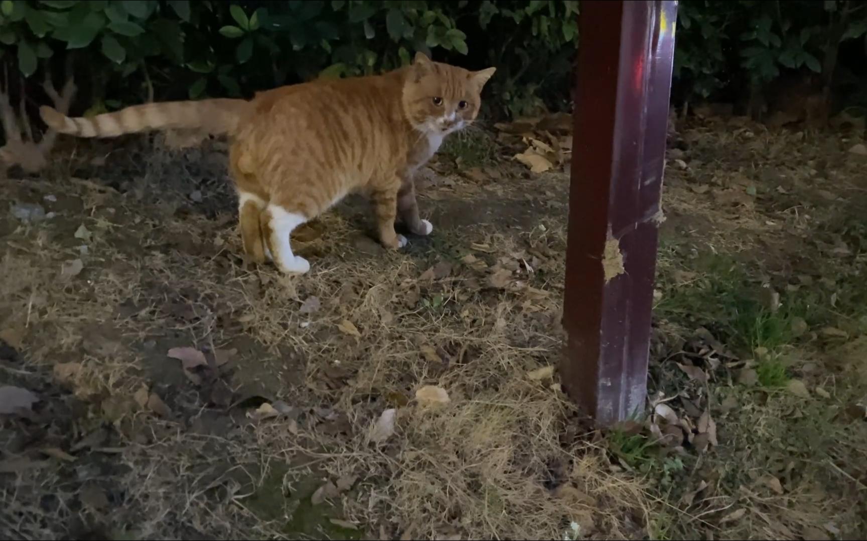 白鼻子橘猫一溜烟小跑,钻进路边的灌木丛不见踪影