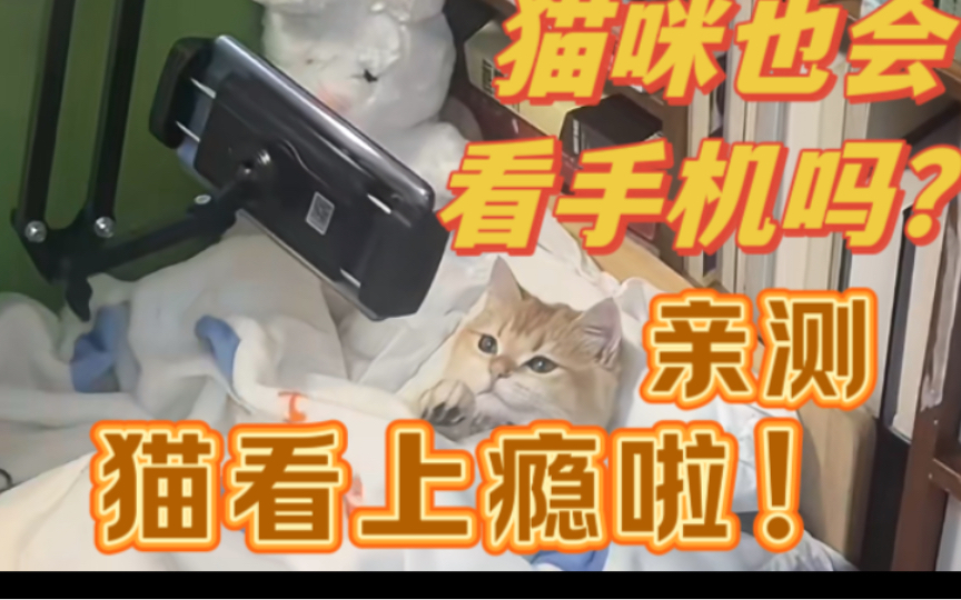 【高帧率CAT TV】猫疯狂心动的内容!给猫看的视频 逗猫神器 养猫好物哔哩哔哩bilibili