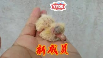 Tải video: 小鸽子出壳了，繁殖的速度也不是很快啊，农村小伙现在才这么多