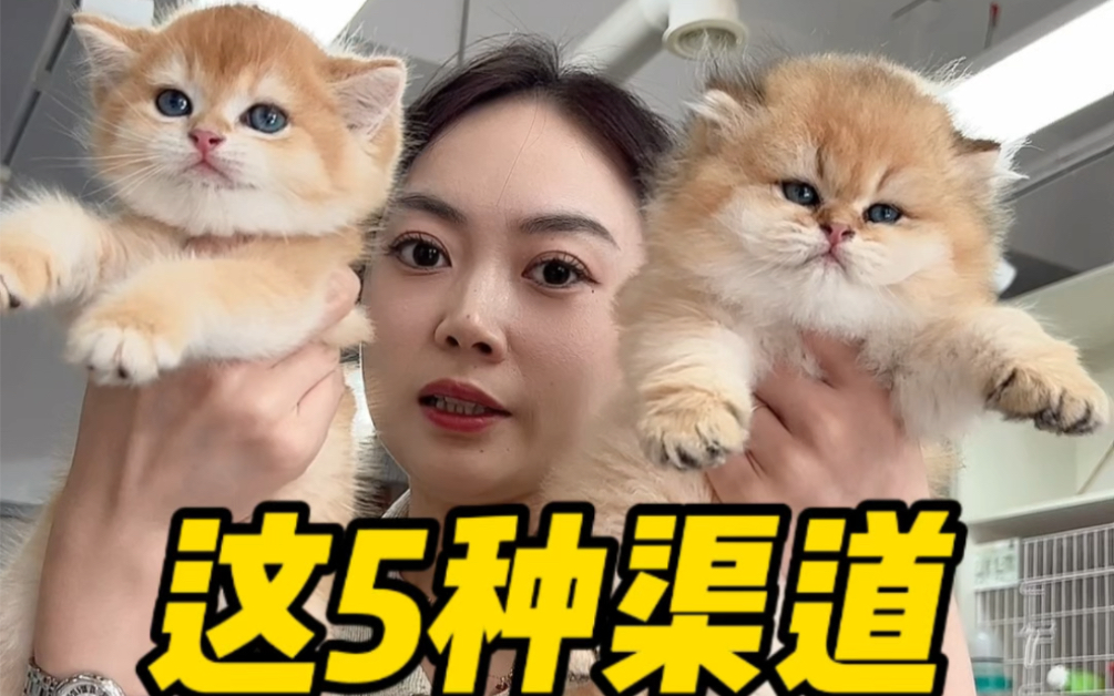 选猫5种渠道推荐!哔哩哔哩bilibili