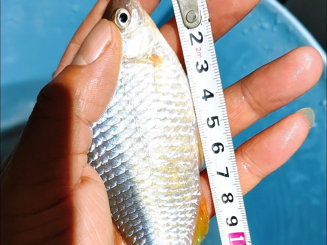 大鳑鲏可以晒出你的图