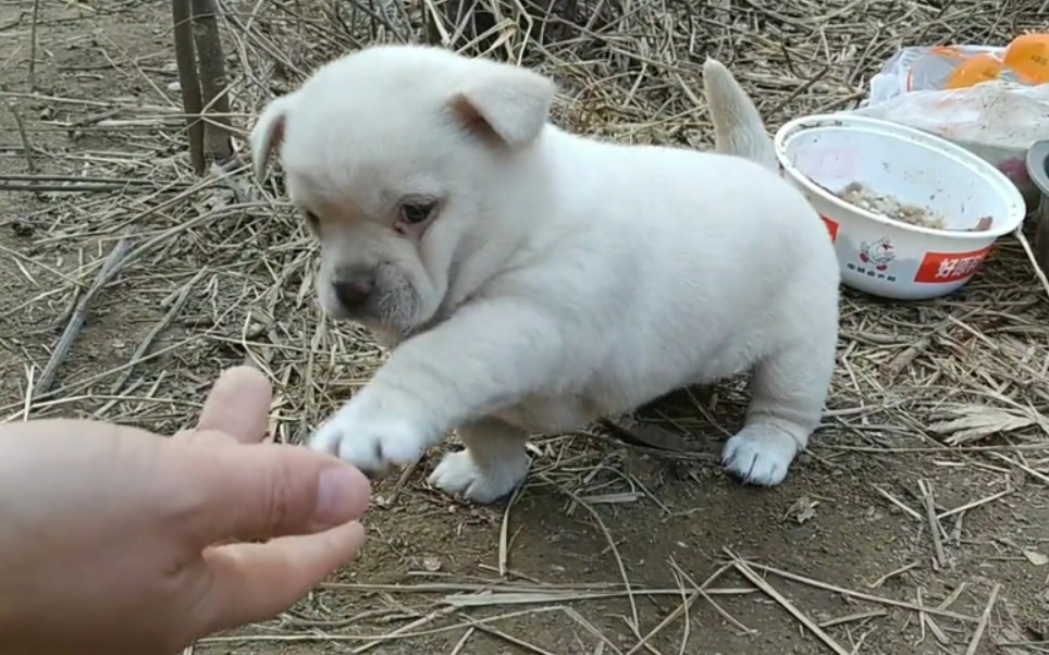 流浪狗宝宝终于有一个好的归宿,被领养走前这可能是最后一次见了