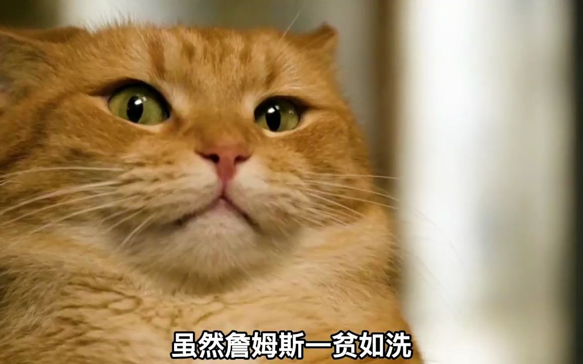 [图]感人宠物电影《流浪猫鲍勃》真想拥有这么可爱的猫咪！爱猫人来看