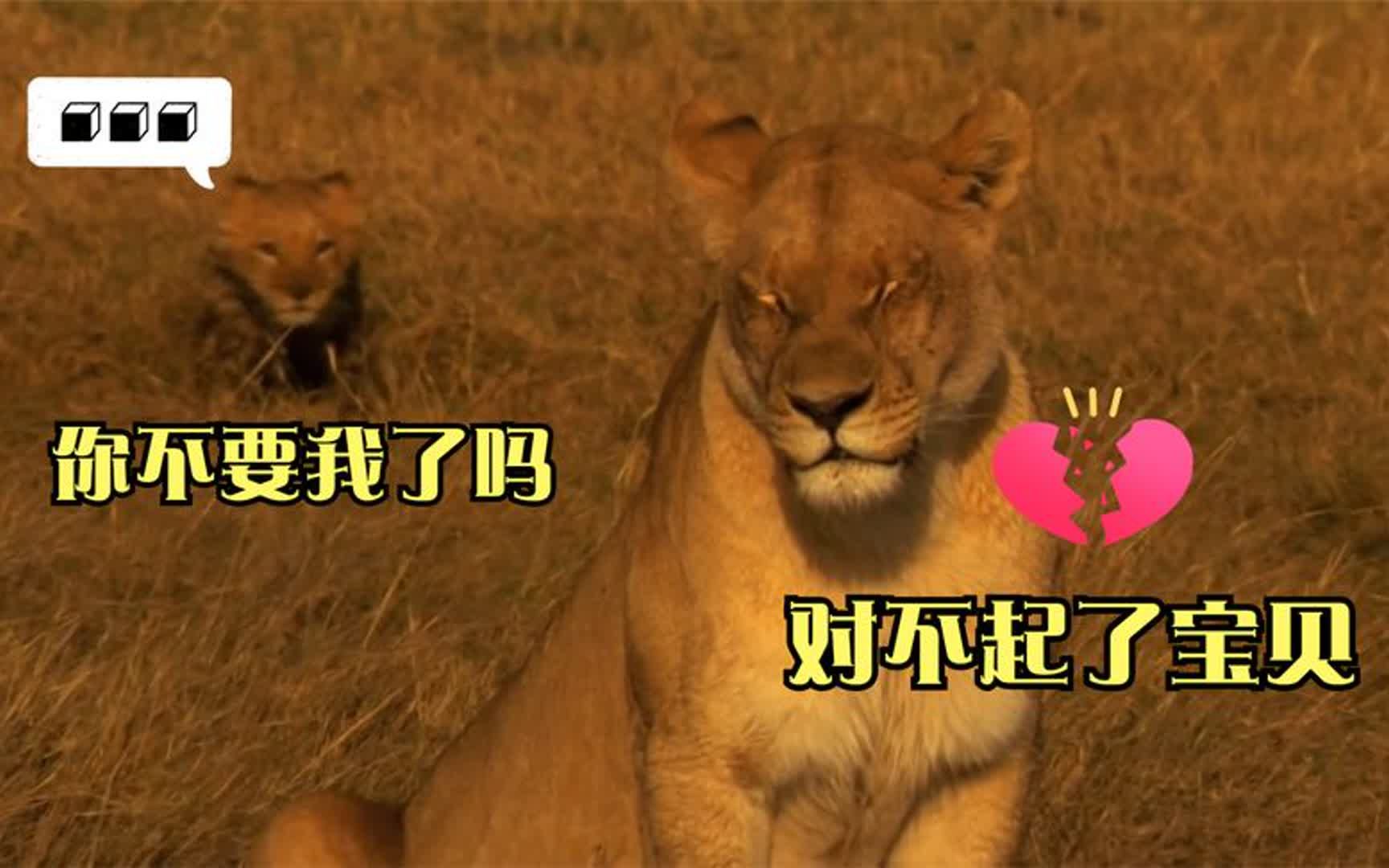 催泪!母狮王马蒂陶,为了自己的复仇大业,放弃了残疾的女儿
