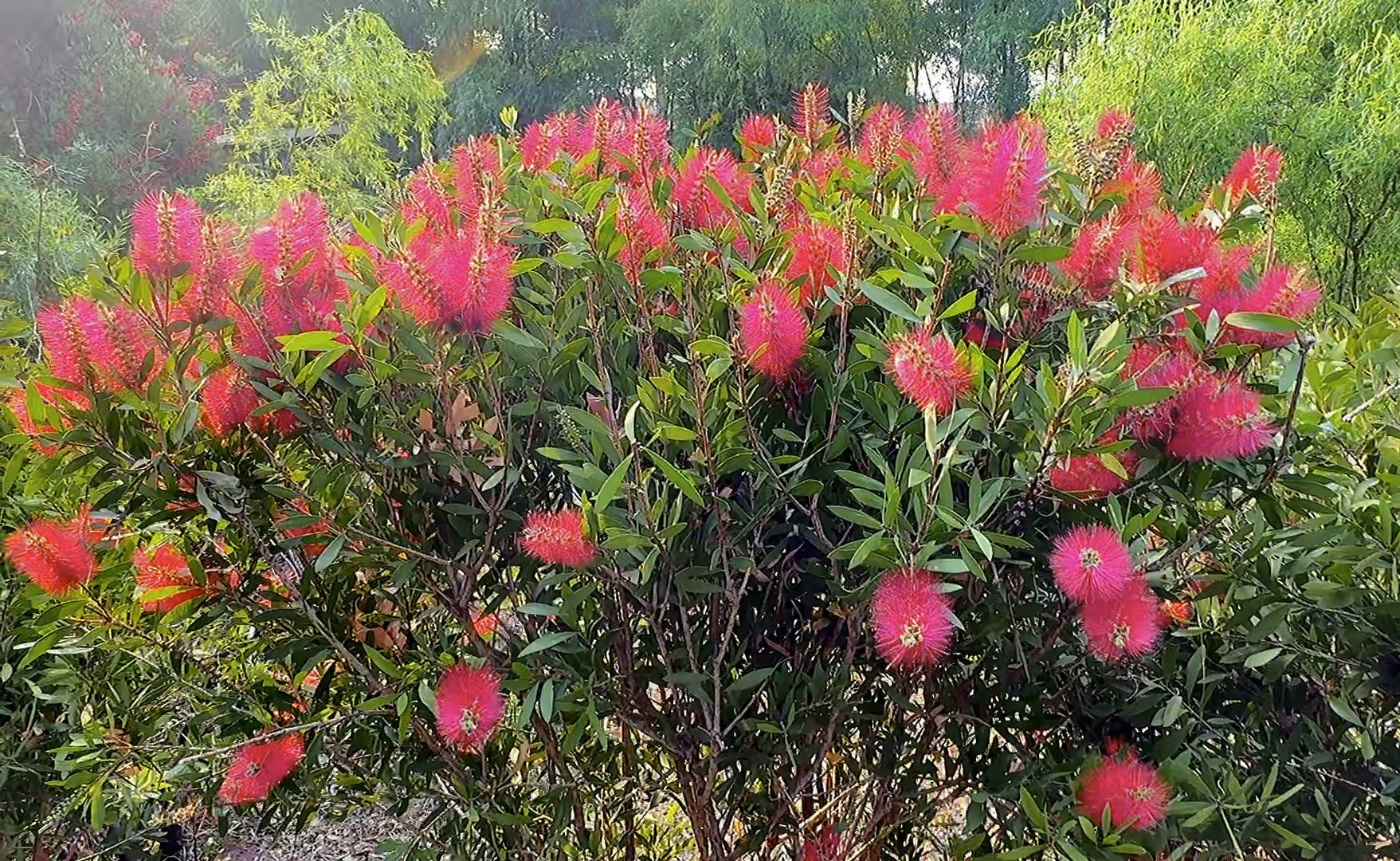 红千层花绽云南,千朵万朵似火焰.春色满园映日辉,繁花似锦映天边.