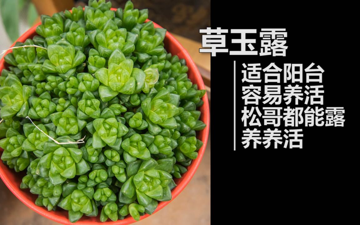 【多肉植物】容易爆盆!大群超好看的草玉露,连松哥都能粗暴养活哔哩哔哩bilibili