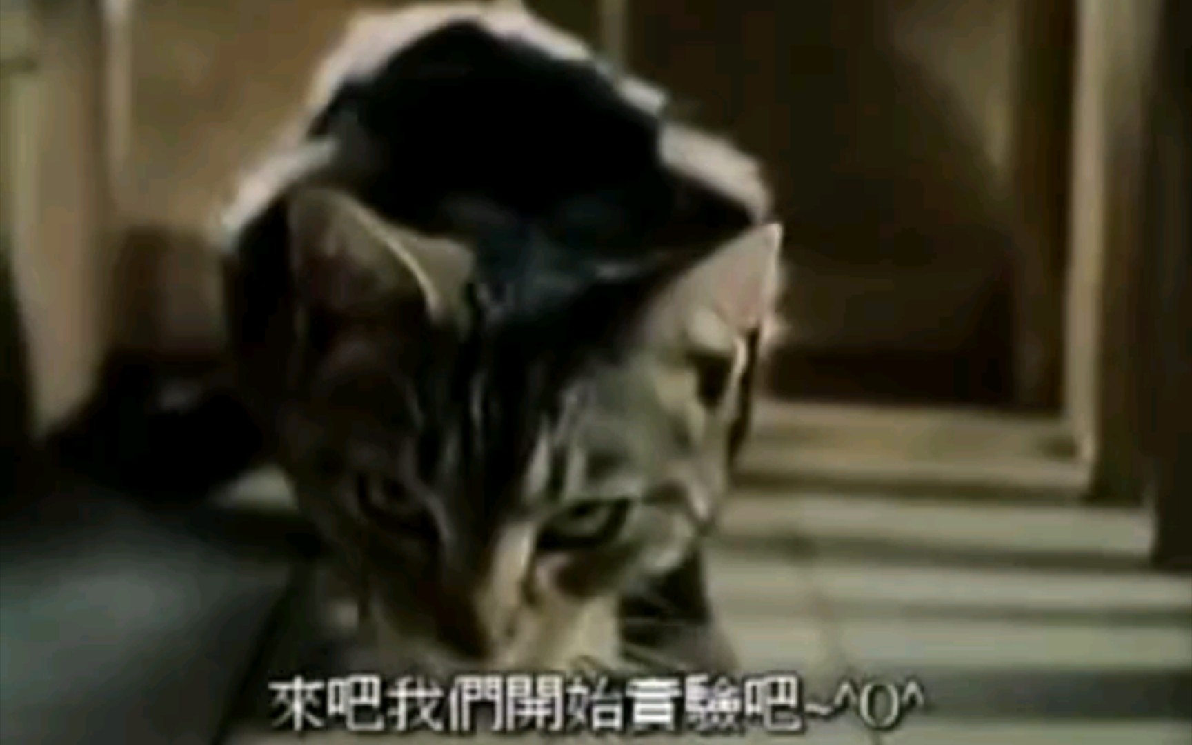 行为主义桑代克的猫哔哩哔哩bilibili