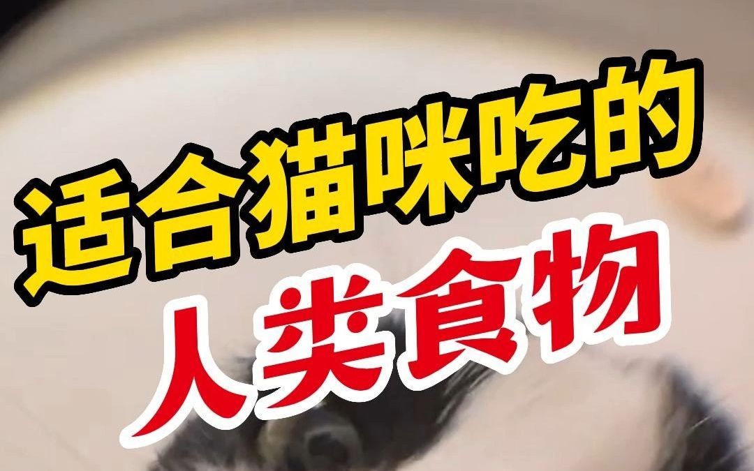 20种猫咪能吃的人类食物(蔬菜篇)哔哩哔哩bilibili