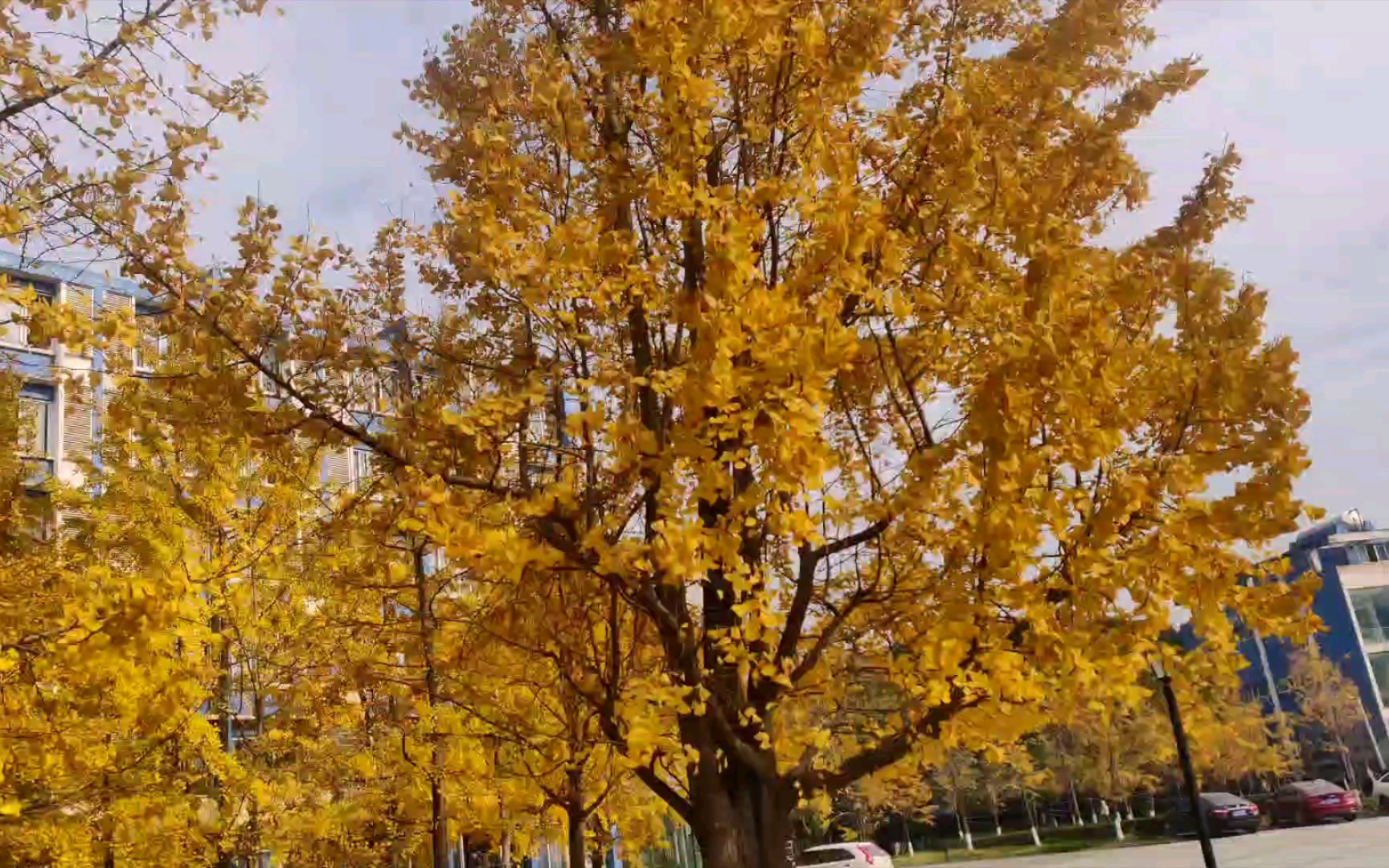 拥有阳光的黄金树