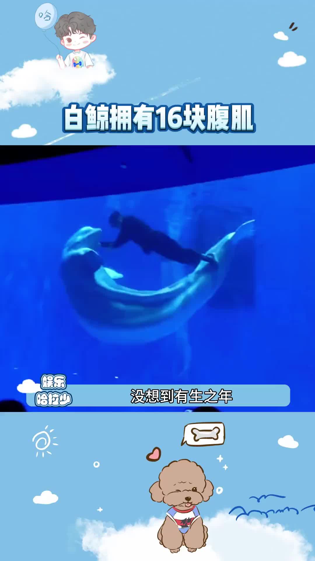 没想到白鲸居然有16块腹肌!