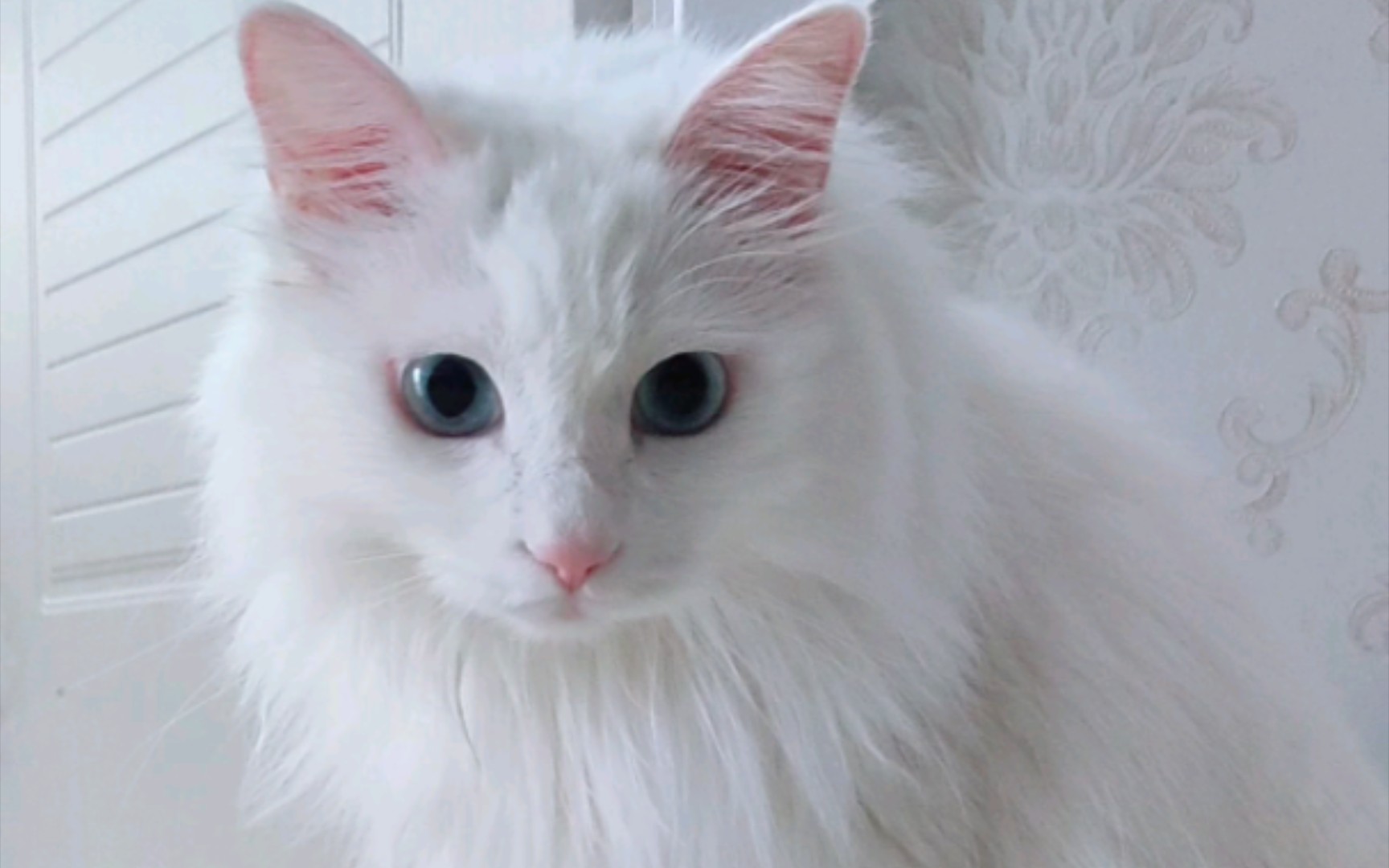 【狮子猫】差点就吃进去了