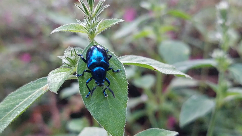 一只晨练的甲虫