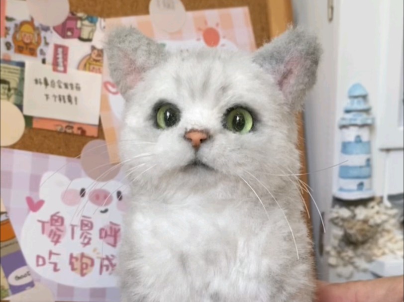 这是谁家的银渐层猫咪呀