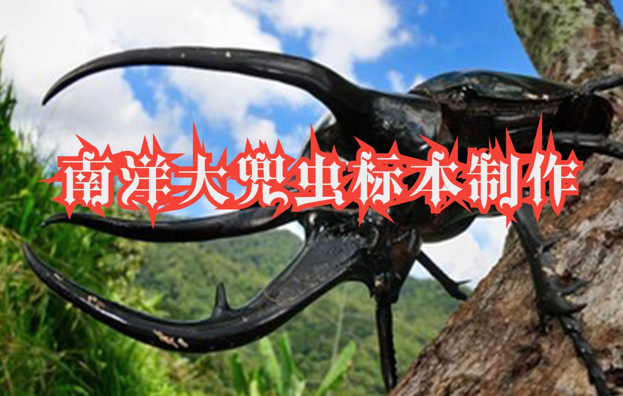 南洋大兜虫的标本制作