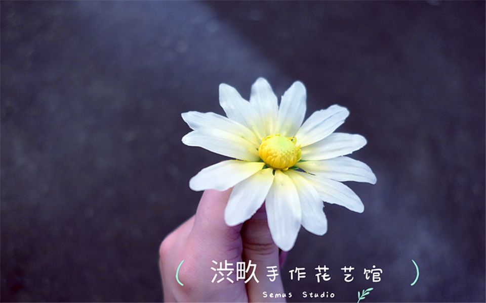 SemusStudio【粘土花教程】菊花雏菊花语心中那隐忍的爱人生若如初相见便无后来伤悲事哔哩哔哩bilibili